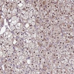MAF1 Antibody, Novus Biologicals 25 &mu;L, Unlabeled:Antibodies, Polyclonal